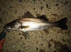 仕事帰りに貝塚周辺でシーバス狙い