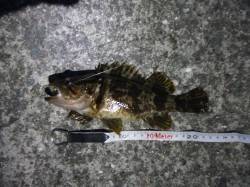 ナイスサイズのタケノコメバルをキャッチ