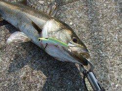 西宮浜５２㎝のハネサイズだったが今年はじめてのゲット