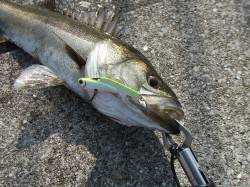 西宮浜５２㎝のハネサイズだったが今年はじめ…