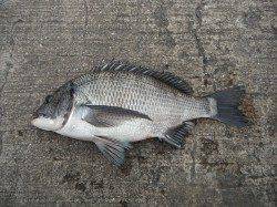 北港魚つり公園でチヌ！44.5cm