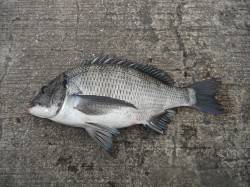 北港魚つり公園でチヌ！44.5cm