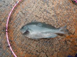 北港釣り公園　グレの釣果が上がってます