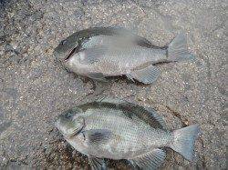 北港釣り公園　グレの釣果が上がってます