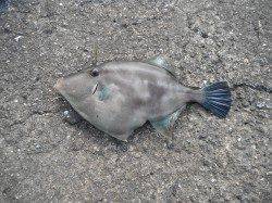 北港魚つり公園でチヌとウマヅラハギの釣果