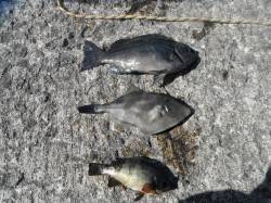 北港魚つり公園でグレ・ウマヅラ・メバル