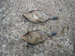 和歌山北港魚つり公園1番ゲートでウマヅラ釣れてます