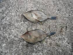 和歌山北港魚つり公園1番ゲートでウマヅラ釣…