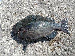 和歌山北港魚つり公園1番ゲートでウマヅラ釣れてます