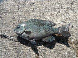 北港釣り公園　今日もグレの釣果あり