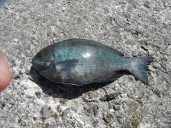 北港釣り公園　今日もグレの釣果あり