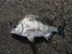 和歌山北港魚つり公園32cmのチヌあがって…