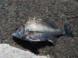 和歌山北港魚つり公園のカゴ釣りでウマヅラハギ