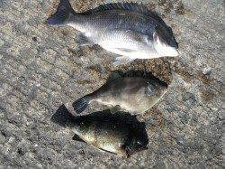 ナイスサイズのチヌとメバル♪和歌山北港魚つり公園での釣果