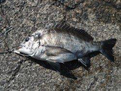 ナイスサイズのチヌとメバル♪和歌山北港魚つり公園での釣果