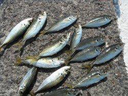 北港釣り公園　小アジ＆メバルの釣果