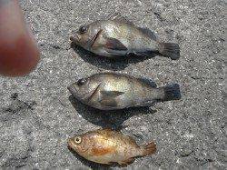 北港釣り公園　小アジ＆メバルの釣果