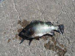 北港魚つり公園　メバル・グレ・ウマヅラの釣果