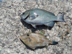 北港魚つり公園　メバル・グレ・ウマヅラの釣果