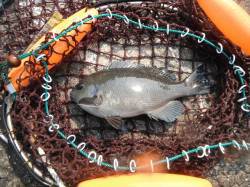北港魚つり公園　グレが釣れています