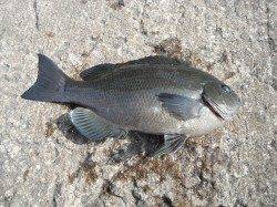 北港魚つり公園　良型のグレとウマヅラがヒットしました