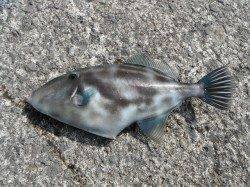 北港魚つり公園　良型のグレとウマヅラがヒットしました