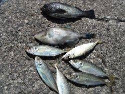 メバルにウマヅラ、アジ！22日北港魚つり公園