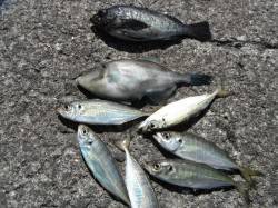 メバルにウマヅラ、アジ！22日北港魚つり公…