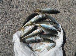 北港魚つり公園でアジ釣れています