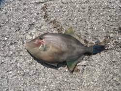 北港魚つり公園 ウマヅラハギと小アジ釣れて…