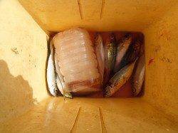 北港魚つり公園 ウマヅラハギと小アジ釣れています