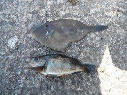 北港魚つり公園　ウマヅラハギ・メバルの釣果