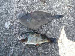 北港魚つり公園　ウマヅラハギ・メバルの釣果…