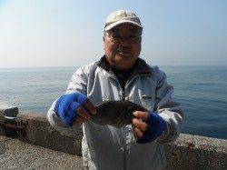 北港魚つり公園、ウマヅラと良型チヌの釣果☆