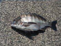 北港魚つり公園、ウマヅラと良型チヌの釣果☆