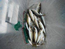 アジ大漁です♫和歌山北港魚つり公園