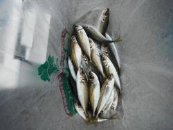 アジ大漁です♫和歌山北港魚つり公園