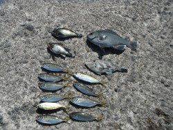 北港魚つり公園 グレ・メバル・ウマヅラ・小アジ