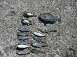 北港魚つり公園 グレ・メバル・ウマヅラ・小…