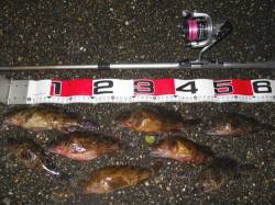 貝塚人工島　エビ撒き釣行でまずまずのガシラ…