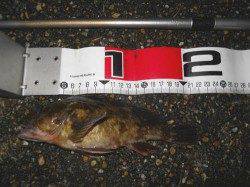 貝塚人工島　エビ撒き釣行でまずまずのガシラも