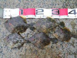 神谷沖一文字へ釣行、アオリからカワハギ狙い