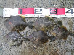 神谷沖一文字へ釣行、アオリからカワハギ狙い…