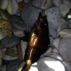 りんくう、フロートとジグヘッドで20cmオーバーのメバル