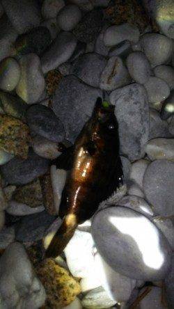 りんくう、フロートとジグヘッドで20cmオーバーのメバル