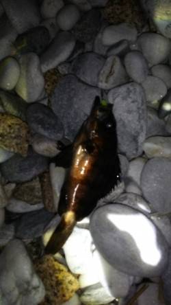 りんくう、フロートとジグヘッドで20cmオ…