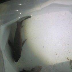 りんくう、フロートとジグヘッドで20cmオーバーのメバル