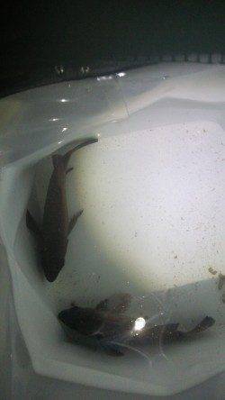 りんくう、フロートとジグヘッドで20cmオーバーのメバル