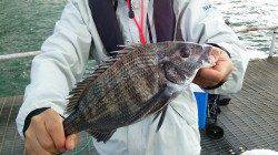 下津ピアーランド、アジ・チヌ・ガシラ・メバルなど多彩な釣果