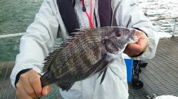 下津ピアーランド、アジ・チヌ・ガシラ・メバ…